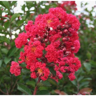 Lagerstroemia Petite Red – Karłowa czerwona sadzonka, długie kwitnienie 20–30 cm