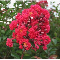 Lagerstroemia 'Petite Red' karłowa czerwona (Lagerstroemia indica) sadzonka 20-30 cm