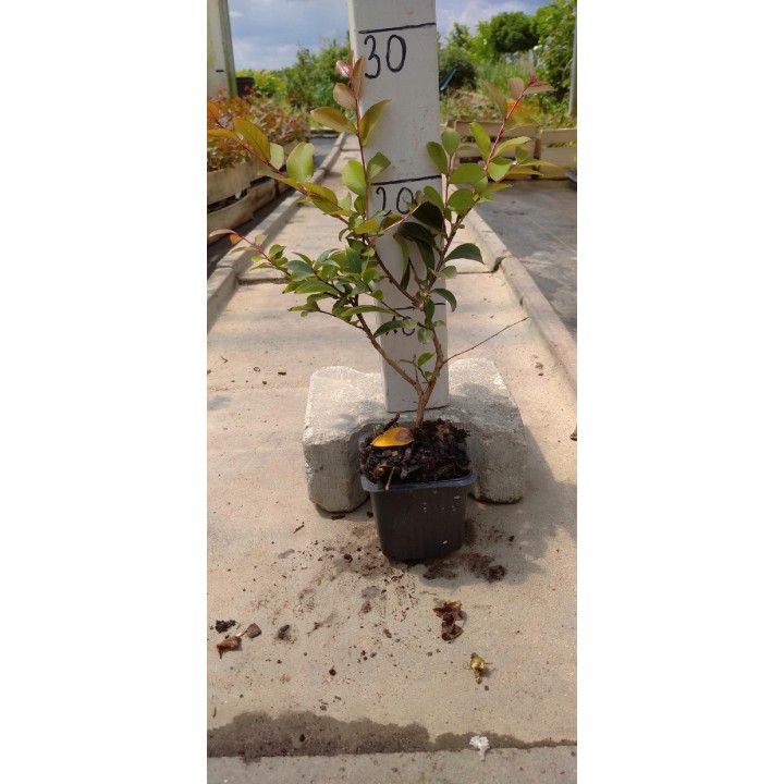 Lagerstroemia Petite Red – Karłowa czerwona sadzonka, długie kwitnienie 20–30 cm