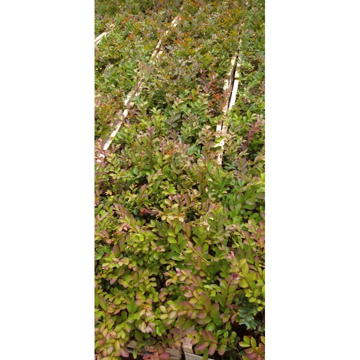 Lagerstroemia Petite Red – Karłowa czerwona sadzonka, długie kwitnienie 20–30 cm