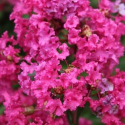 Lagerstroemia indyjska różowa sadzonka 20-30 cm, P9 Bez Południa