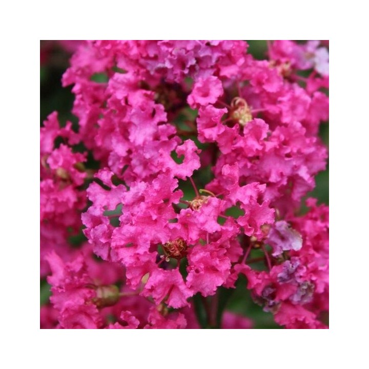Lagerstroemia indyjska Różowa — kwitnący krzew do 120 dni, sadzonka 20–30 cm