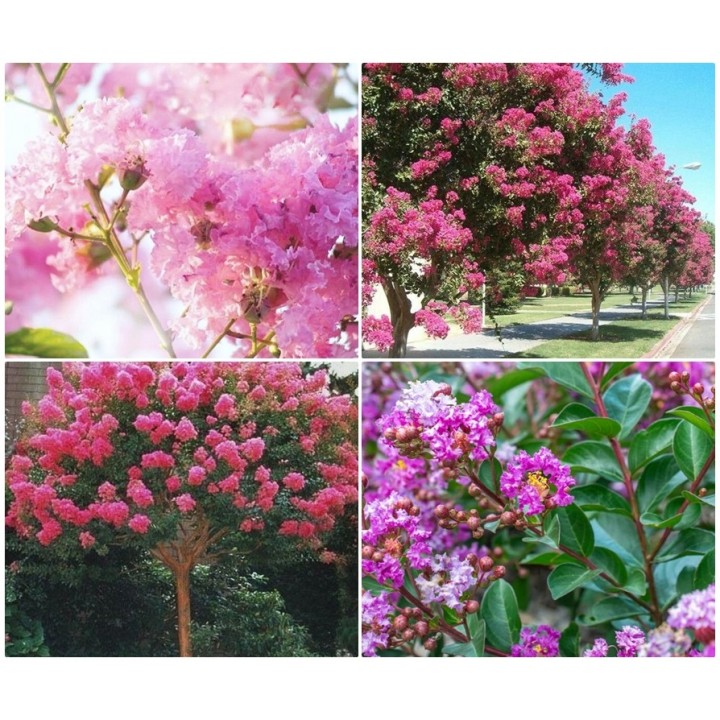 Lagerstroemia indyjska Różowa — kwitnący krzew do 120 dni, sadzonka 20–30 cm