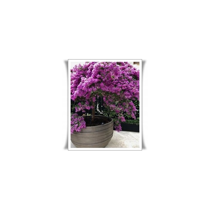 Lagerstroemia indyjska Różowa — kwitnący krzew do 120 dni, sadzonka 20–30 cm
