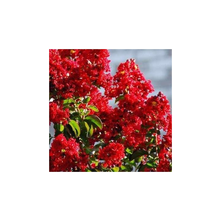 Lagerstroemia Petite Red – Karłowa czerwona sadzonka, długie kwitnienie 20–30 cm
