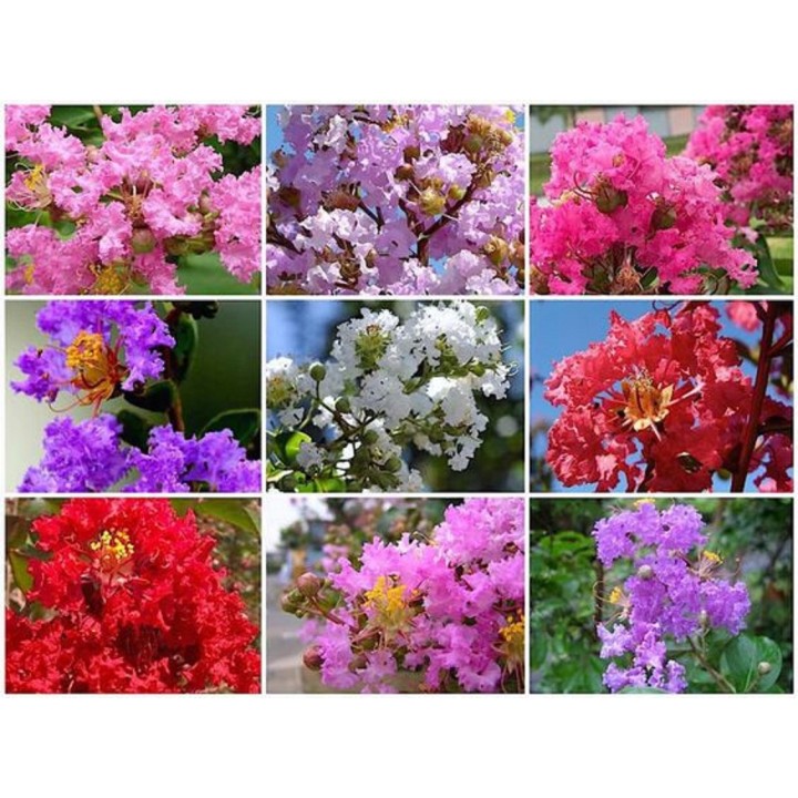 Lagerstroemia indyjska Różowa — kwitnący krzew do 120 dni, sadzonka 20–30 cm