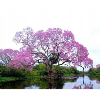 Paulownia Cesarska – Szybkorosnąca sadzonka 50–70 cm (P9) „Drzewo Tlenowe”