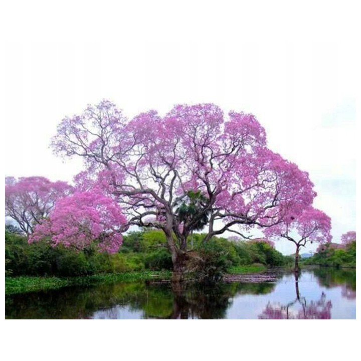Paulownia Cesarska – Szybkorosnąca sadzonka 50–70 cm (P9) „Drzewo Tlenowe”
