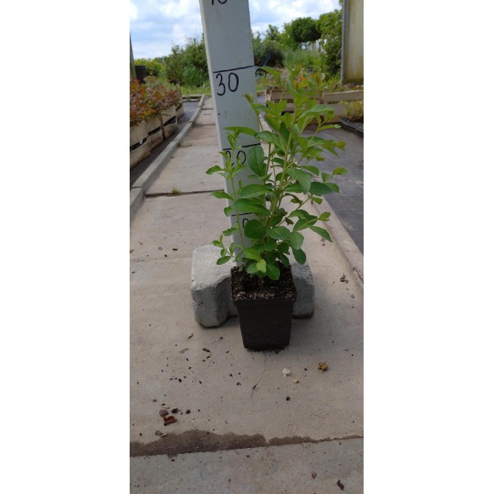 Lagerstroemia indyjska Różowa — kwitnący krzew do 120 dni, sadzonka 20–30 cm