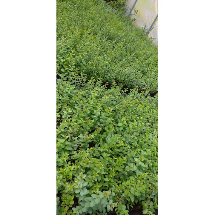 Lagerstroemia indyjska Różowa — kwitnący krzew do 120 dni, sadzonka 20–30 cm