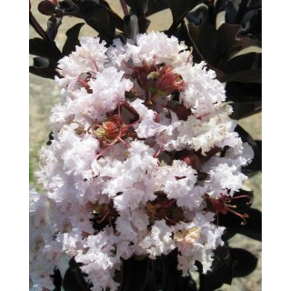 Lagerstroemia indyjska "Biały Bez Południa" — sadzonka 30–40 cm, kwitnie 120 dni