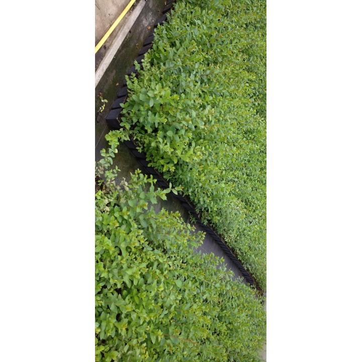 Lagerstroemia indyjska Różowa — kwitnący krzew do 120 dni, sadzonka 20–30 cm