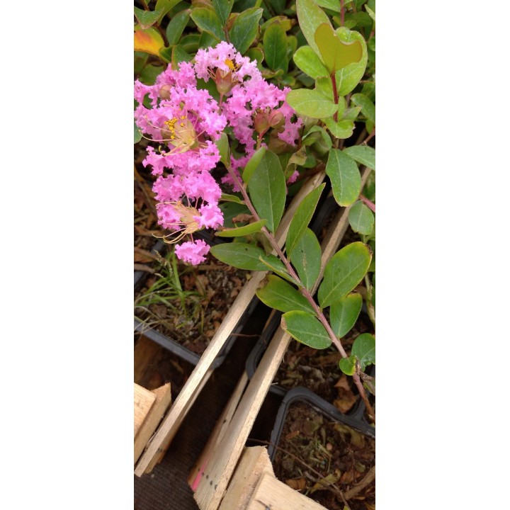 Lagerstroemia indyjska Różowa — kwitnący krzew do 120 dni, sadzonka 20–30 cm