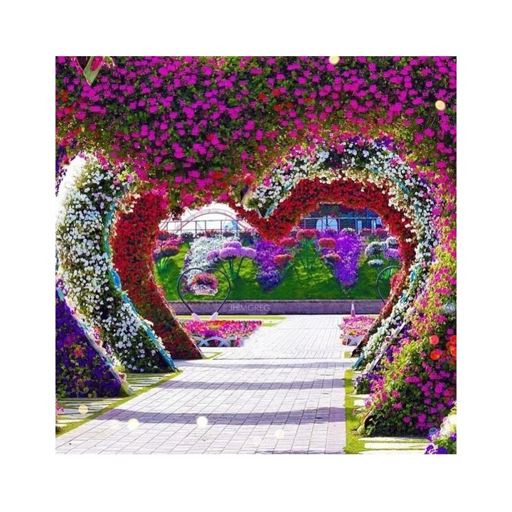 Lagerstroemia indyjska "Biały Bez Południa" — sadzonka 30–40 cm, kwitnie 120 dni