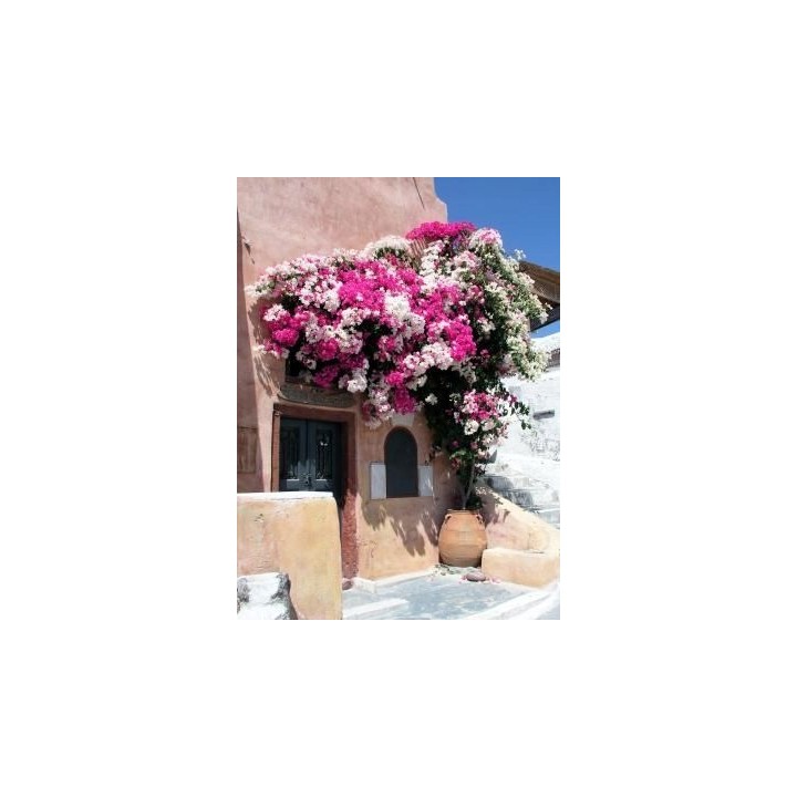 Lagerstroemia indyjska "Biały Bez Południa" — sadzonka 30–40 cm, kwitnie 120 dni