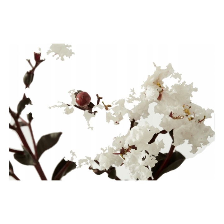 Lagerstroemia indyjska "Biały Bez Południa" — sadzonka 30–40 cm, kwitnie 120 dni