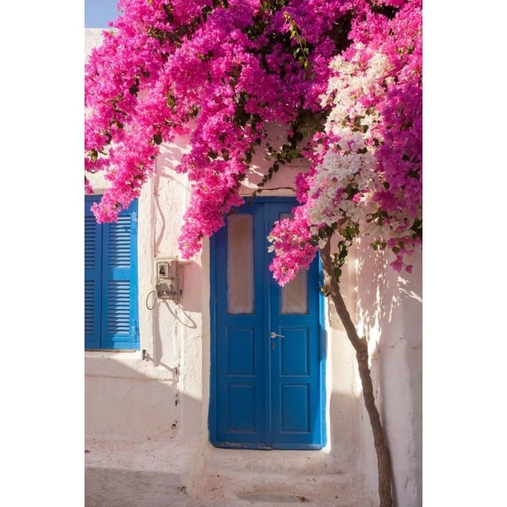 Lagerstroemia indyjska "Biały Bez Południa" — sadzonka 30–40 cm, kwitnie 120 dni