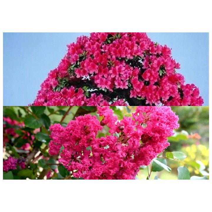 Lagerstroemia Indyjska Różowa — Kwitnie 120 dni! Sadzonka 20–30 cm, do donicy i ogrodu
