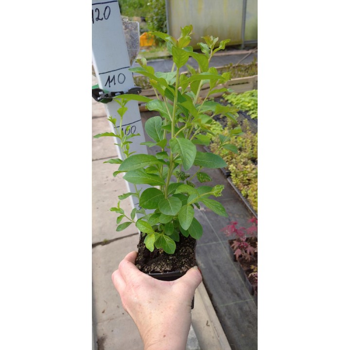 Lagerstroemia Indyjska Różowa — Kwitnie 120 dni! Sadzonka 20–30 cm, do donicy i ogrodu