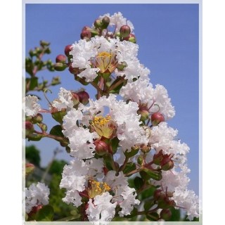 Lagerstroemia 'Nivea' – Śnieżnobiały krzew długo kwitnący, idealny na taras