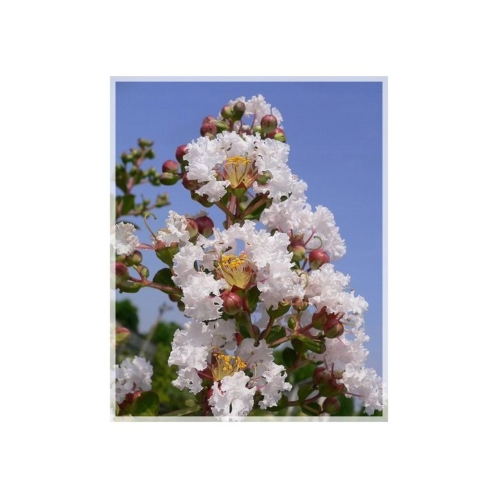 Lagerstroemia 'Nivea' – Śnieżnobiały krzew długo kwitnący, idealny na taras