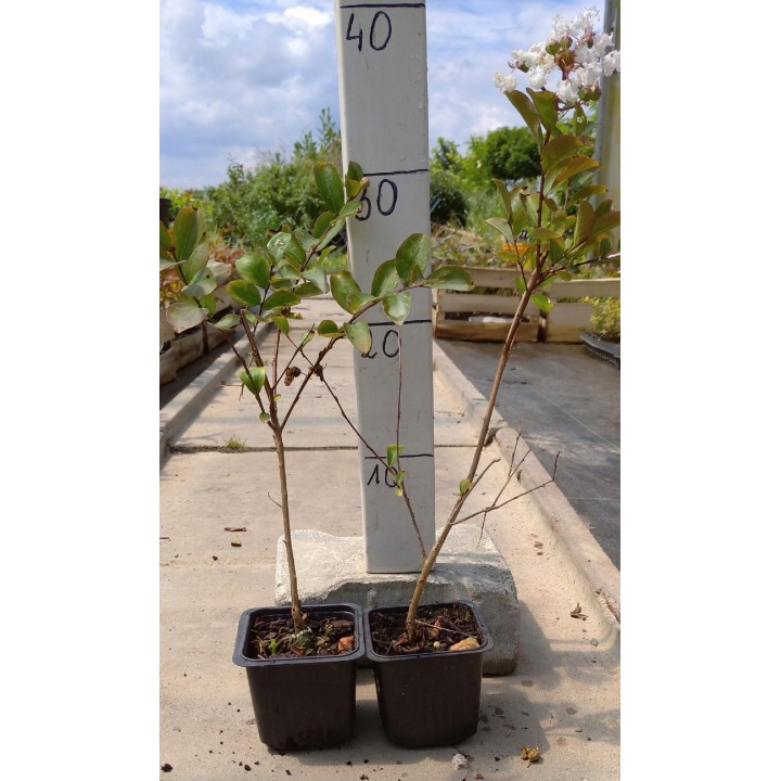 Lagerstroemia 'Nivea' – Śnieżnobiały krzew długo kwitnący, idealny na taras