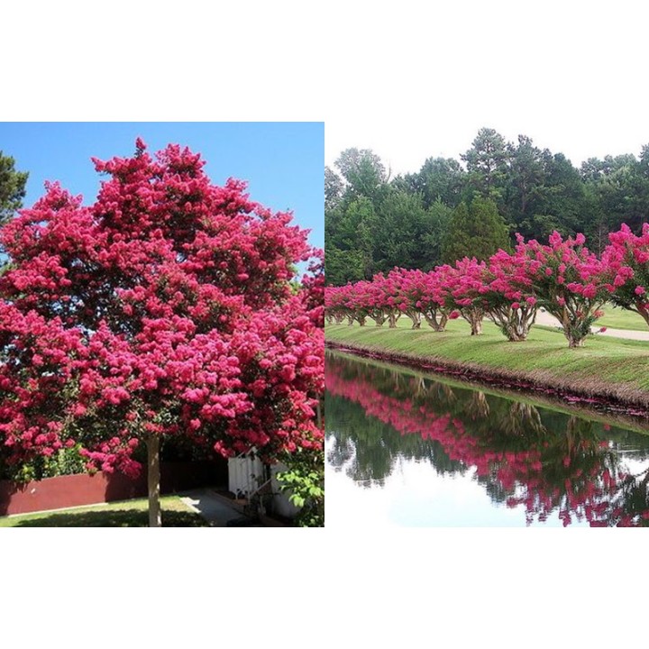 Lagerstroemia Indyjska Różowa — Kwitnie 120 dni! Sadzonka 20–30 cm, do donicy i ogrodu