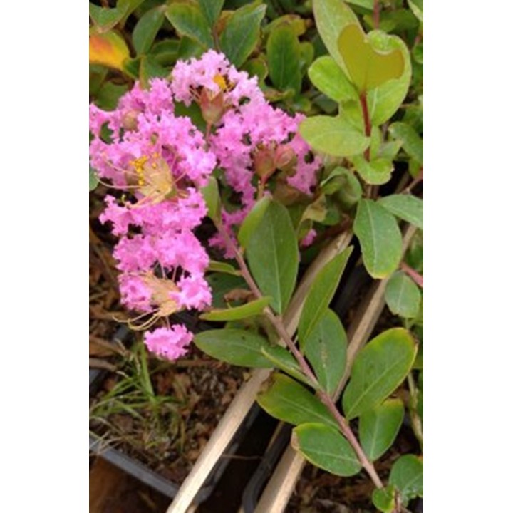 Lagerstroemia Indyjska Różowa — Kwitnie 120 dni! Sadzonka 20–30 cm, do donicy i ogrodu