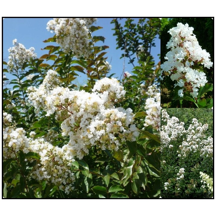 Lagerstroemia 'Nivea' – Śnieżnobiały krzew długo kwitnący, idealny na taras