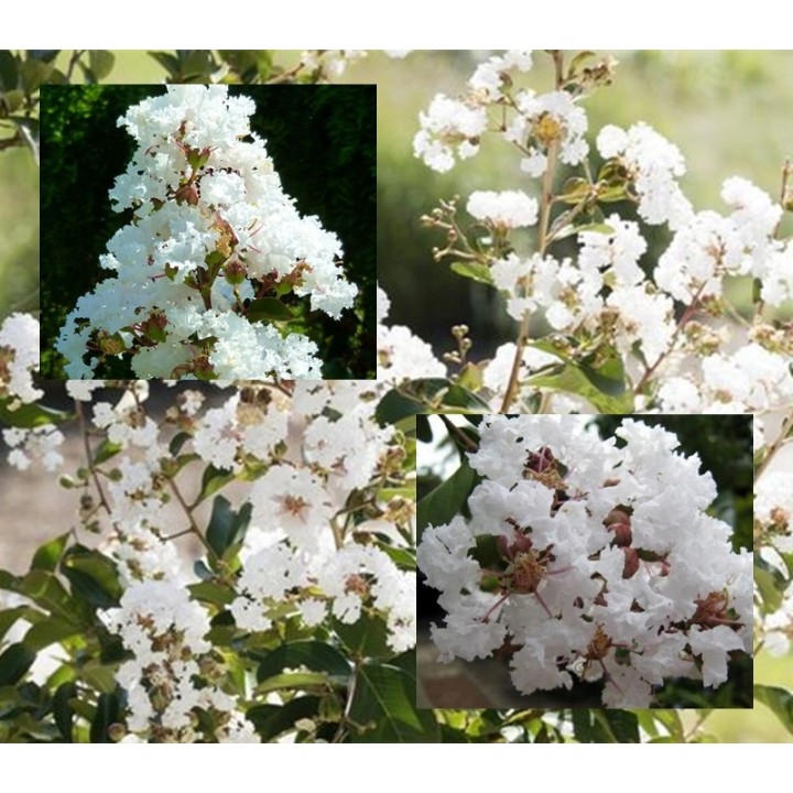 Lagerstroemia 'Nivea' – Śnieżnobiały krzew długo kwitnący, idealny na taras