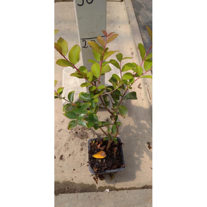 Lagerstroemia 'Petite Red' – Kompaktowa Lagerstroemia, kwitnie do 120 dni, sadzonka 20-30 cm