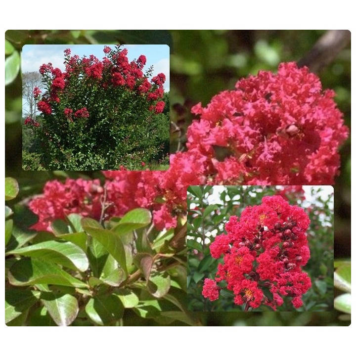Lagerstroemia 'Petite Red' – Kompaktowa Lagerstroemia, kwitnie do 120 dni, sadzonka 20-30 cm