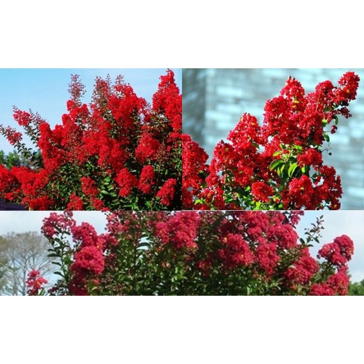Lagerstroemia 'Petite Red' – Kompaktowa Lagerstroemia, kwitnie do 120 dni, sadzonka 20-30 cm