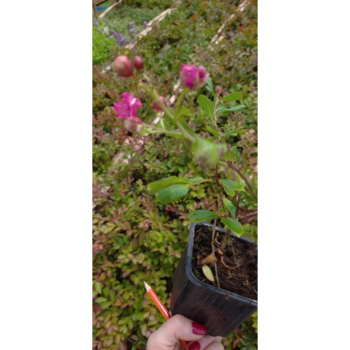 Lagerstroemia 'Petite Red' – Kompaktowa Lagerstroemia, kwitnie do 120 dni, sadzonka 20-30 cm