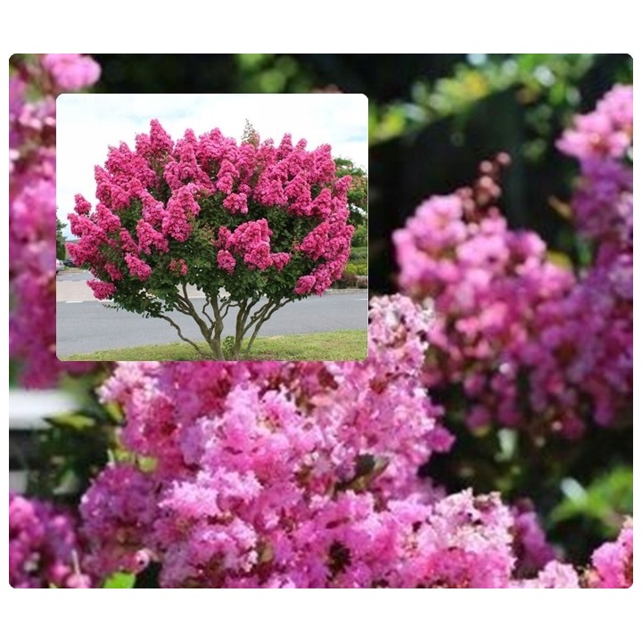 Lagerstroemia różowa Najdłużej Kwitnący krzew HIT