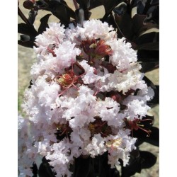 Lagerstroemia indyjska biała Bez Południa (Lagerstroemia indica) sadzonka 30-40 cm, 0,5L