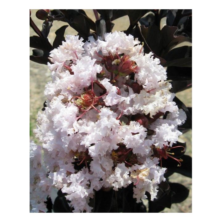 Lagerstroemia indyjska 'Biała Bez Południa' – sadzonka 30–40 cm, doniczka 0,5 l