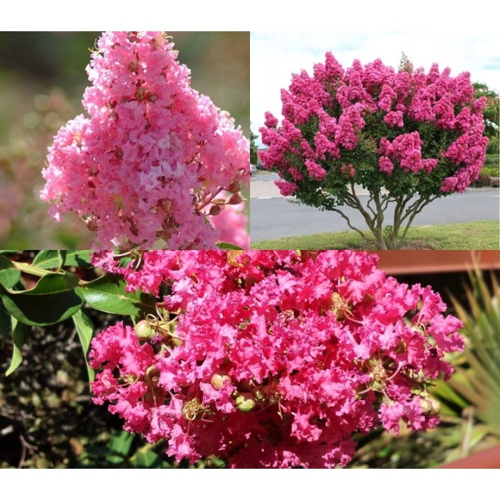 Lagerstroemia różowa Najdłużej Kwitnący krzew HIT