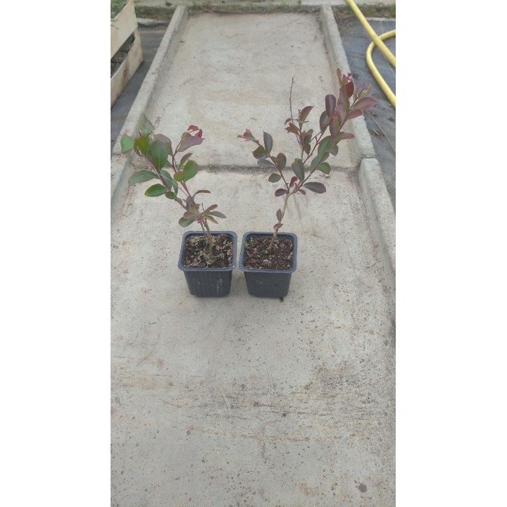 Lagerstroemia indyjska 'Biała Bez Południa' – sadzonka 30–40 cm, doniczka 0,5 l