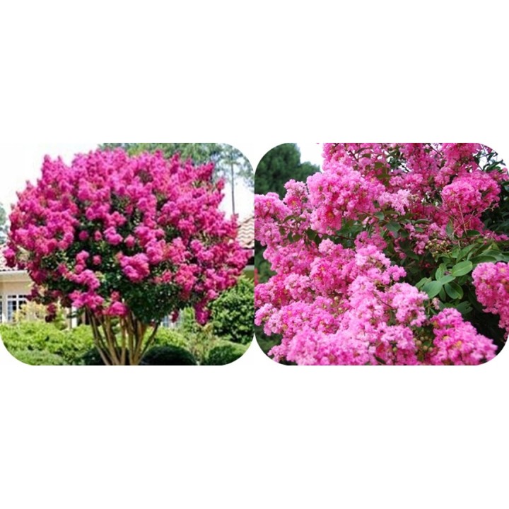 Lagerstroemia różowa Najdłużej Kwitnący krzew HIT