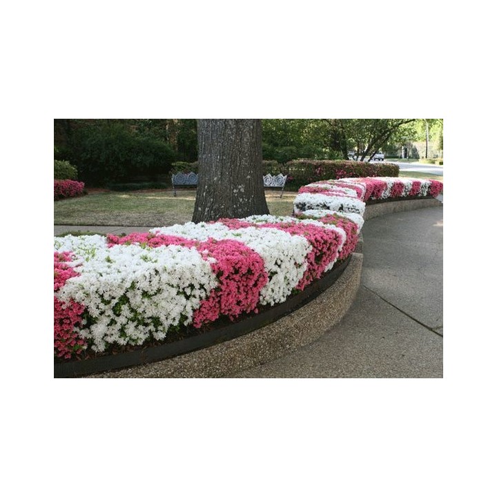 Lagerstroemia indyjska 'Biała Bez Południa' – sadzonka 30–40 cm, doniczka 0,5 l