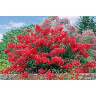 Lagerstroemia czerwona mrozoodporna sadzonki małe