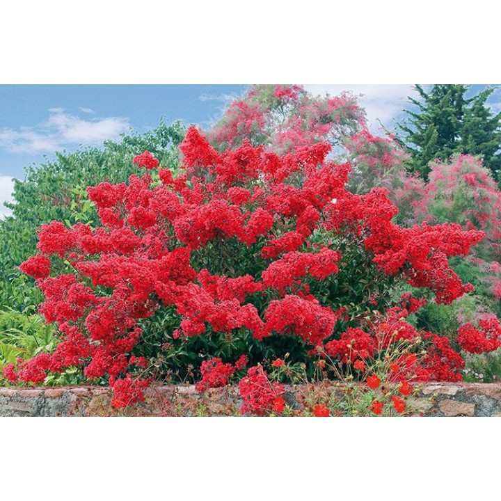 Lagerstroemia czerwona mrozoodporna sadzonki małe