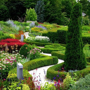 Grab zwyczajny Carpinus betulus sadzonki na żywopłot...