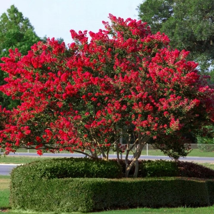 Lagerstroemia czerwona mrozoodporna sadzonki małe