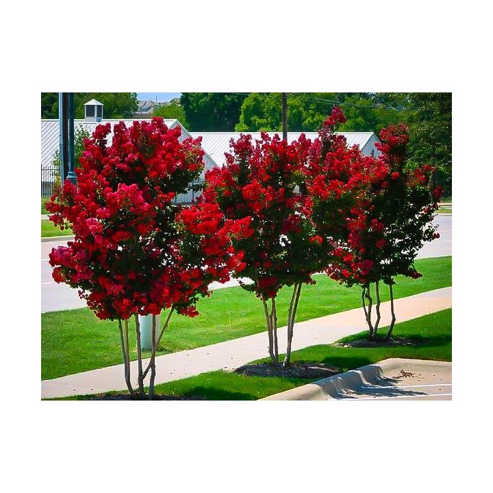 Lagerstroemia czerwona mrozoodporna sadzonki małe