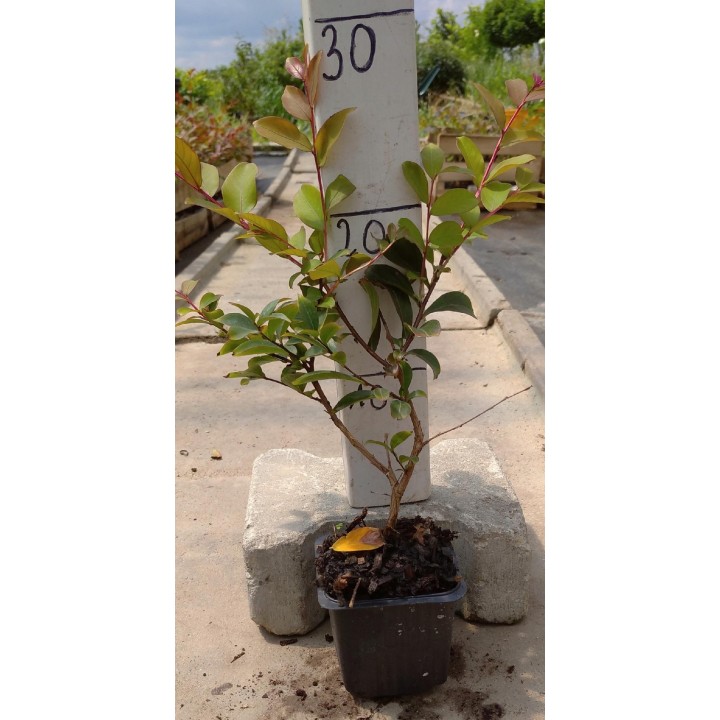 Lagerstroemia czerwona mrozoodporna sadzonki małe