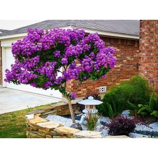 Lagerstroemia indyjska fioletowa Mrozoodporna sadz