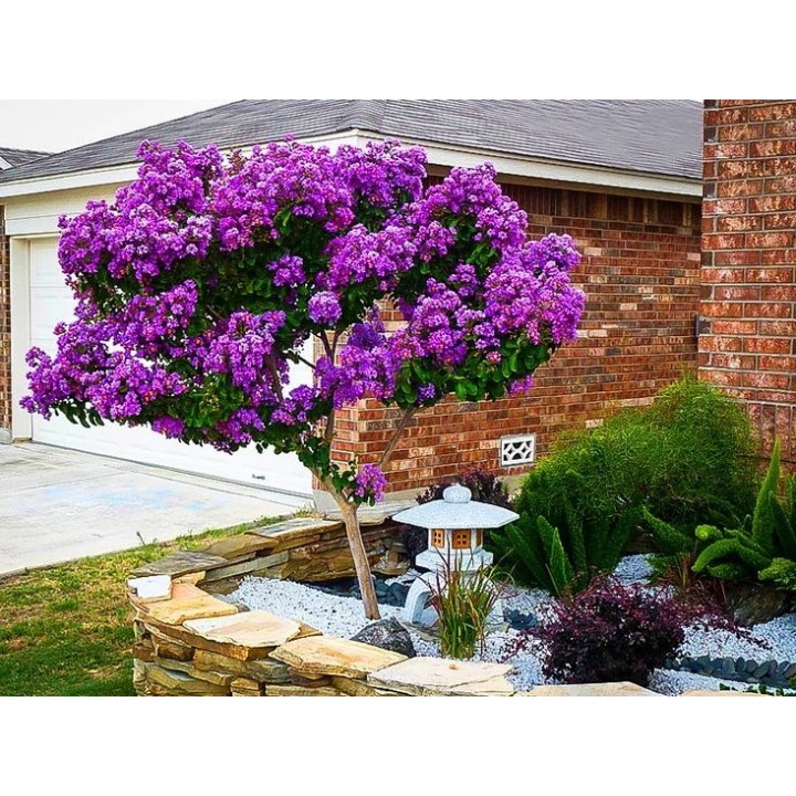 Lagerstroemia indyjska fioletowa Mrozoodporna sadz