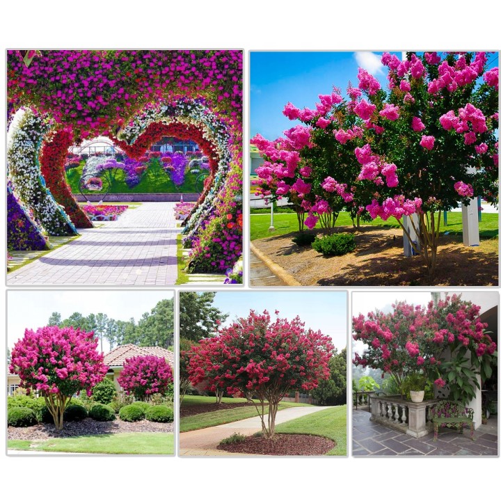 Lagerstroemia czerwona mrozoodporna miododajna